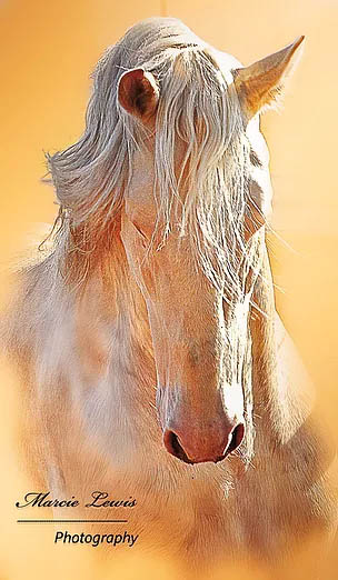 Caetano - Cremello Lusitano Stallion